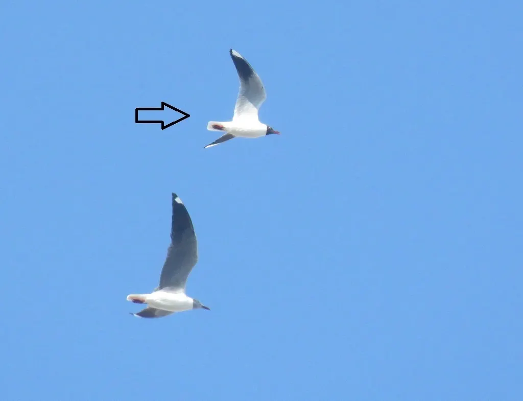 褐头鸥(Chroicocephalus maculipennis)