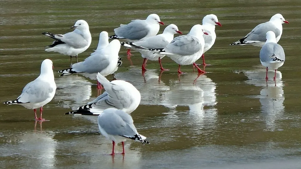 澳洲红嘴鸥（Chroicocephalus novaehollandiae）