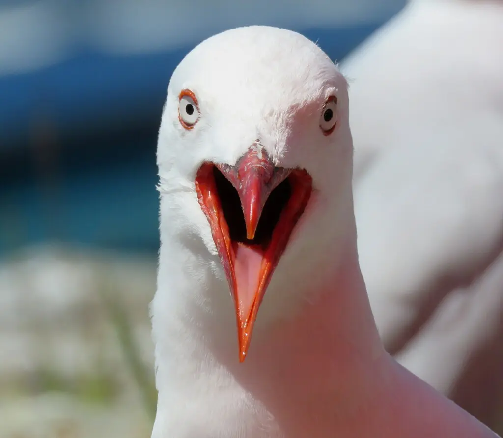 澳洲红嘴鸥（Chroicocephalus novaehollandiae）