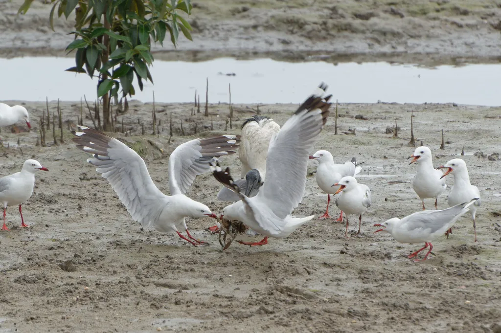 澳洲红嘴鸥（Chroicocephalus novaehollandiae）