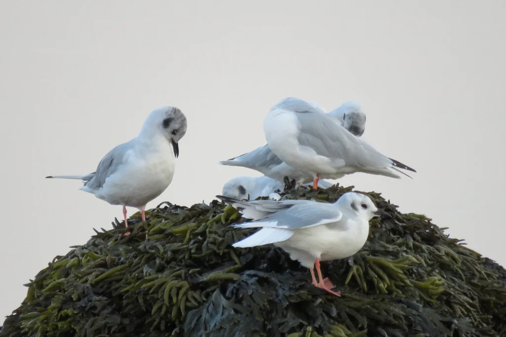 伯氏鸥(Chroicocephalus philadelphia)