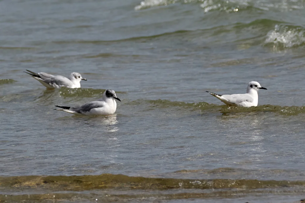 伯氏鸥(Chroicocephalus philadelphia)