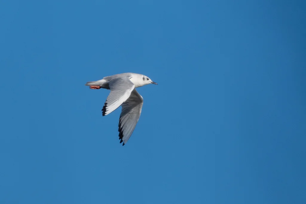 伯氏鸥(Chroicocephalus philadelphia)