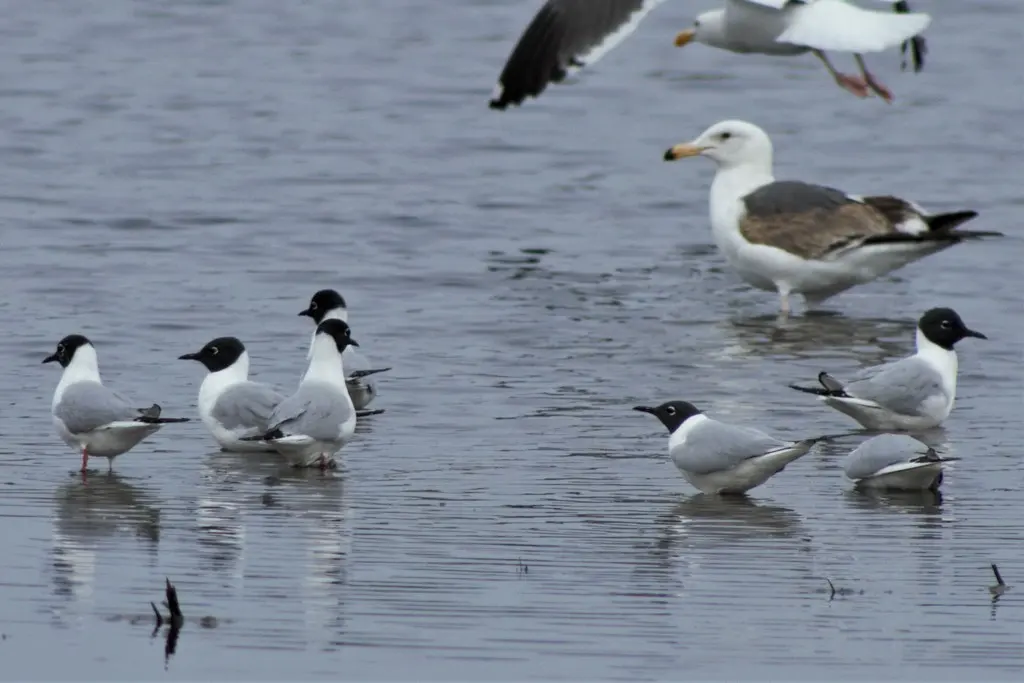 伯氏鸥(Chroicocephalus philadelphia)