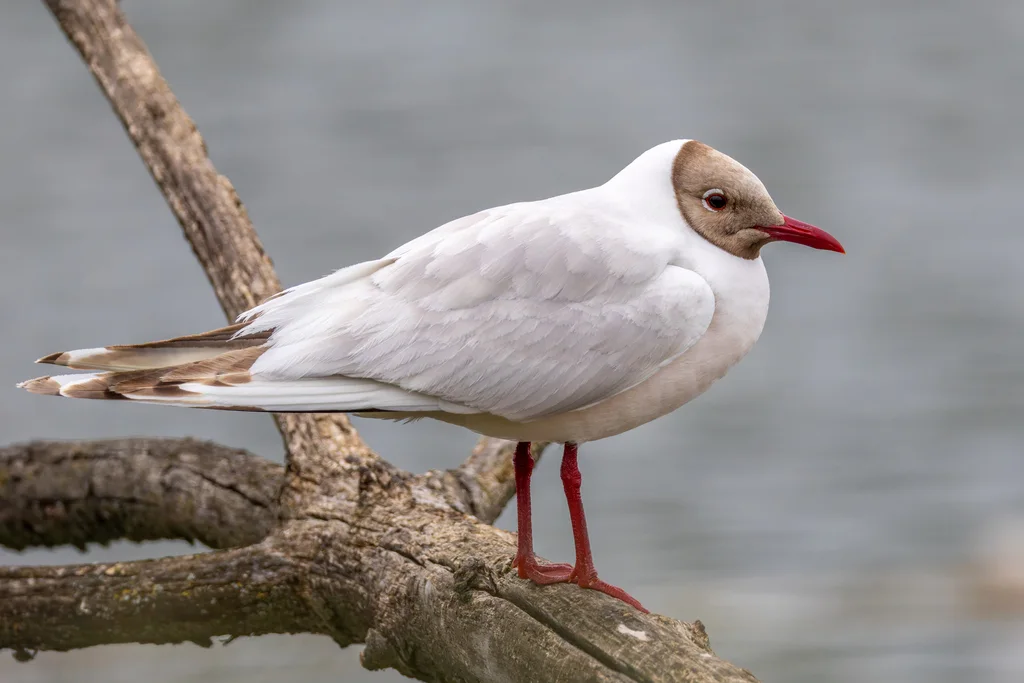 红嘴鸥(Chroicocephalus ridibundus)