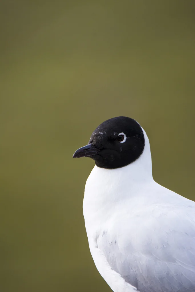 安第斯鸥(Chroicocephalus serranus)