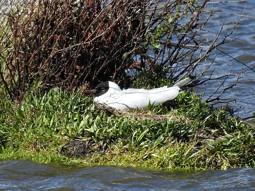 安第斯鸥(Chroicocephalus serranus)