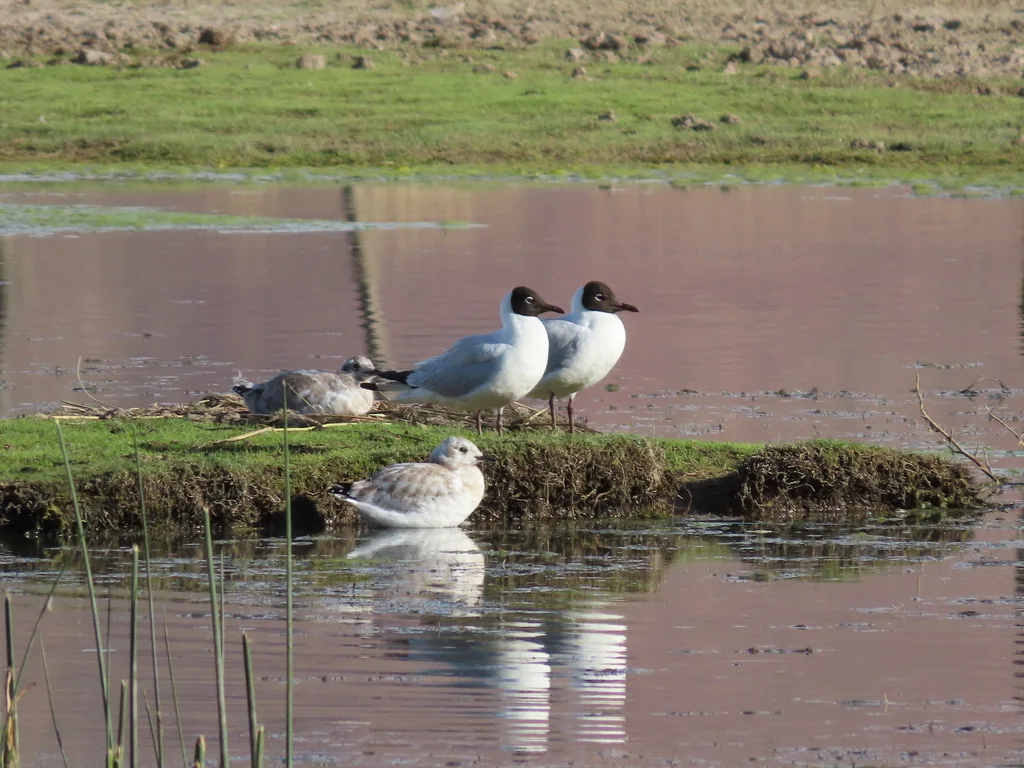 安第斯鸥(Chroicocephalus serranus)