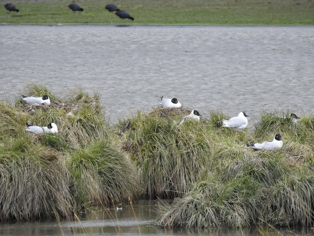 安第斯鸥(Chroicocephalus serranus)