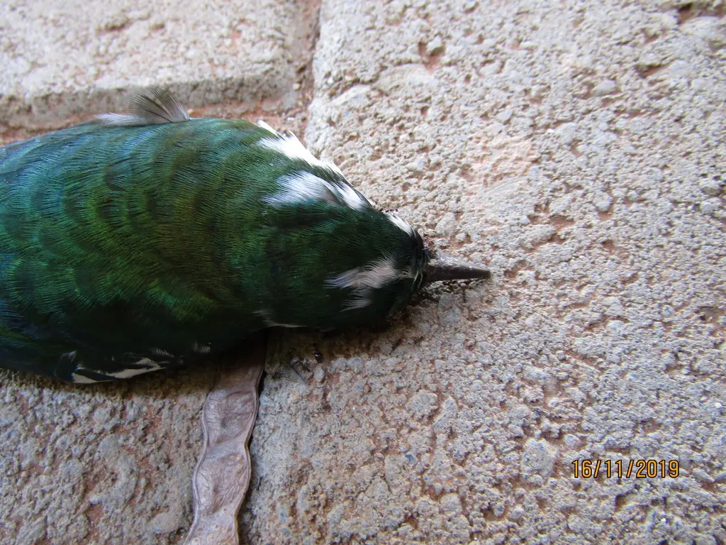 白眉金鹃(Chrysococcyx caprius)