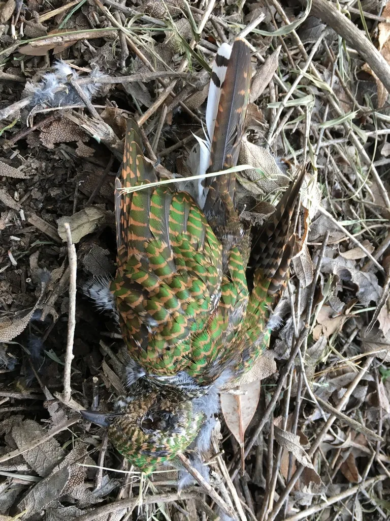 黄腹金鹃(Chrysococcyx cupreus)