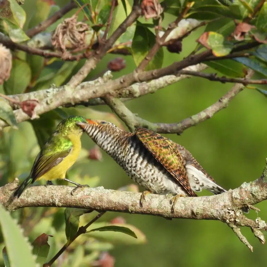 白腹金鹃(Chrysococcyx klaas)