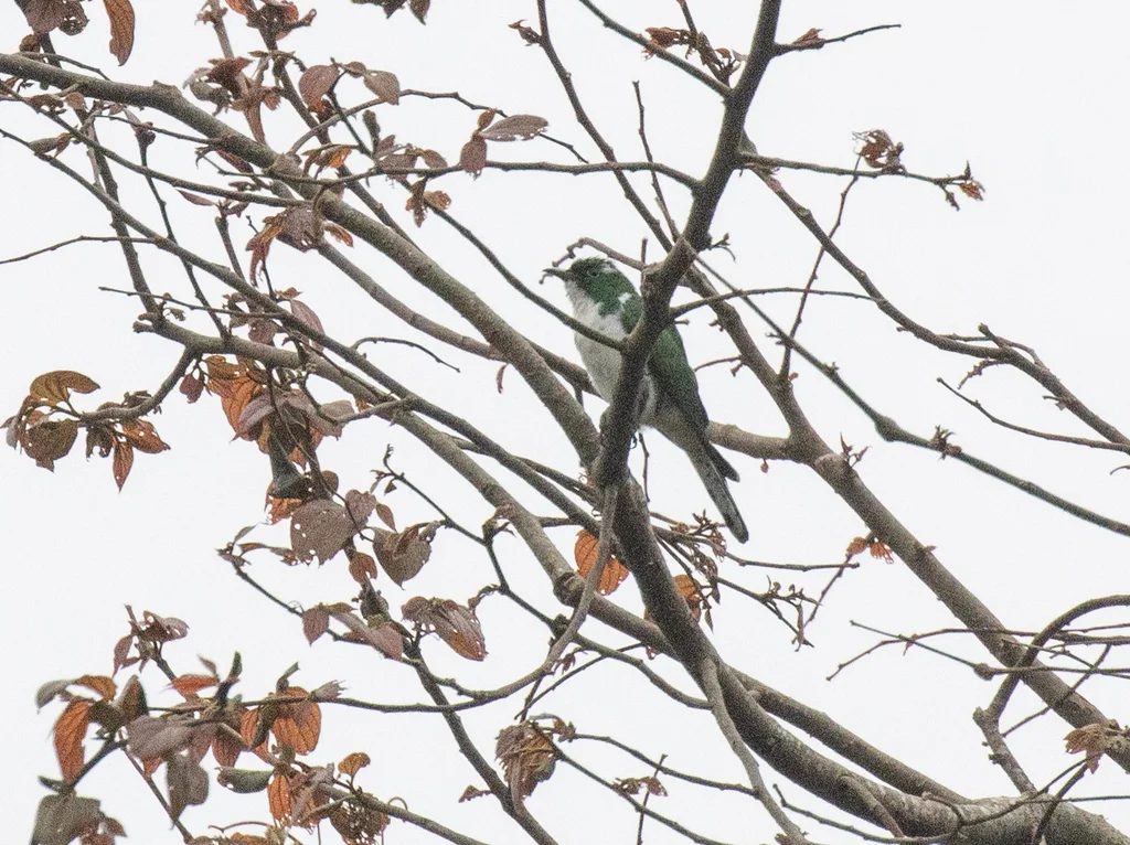 白腹金鹃(Chrysococcyx klaas)