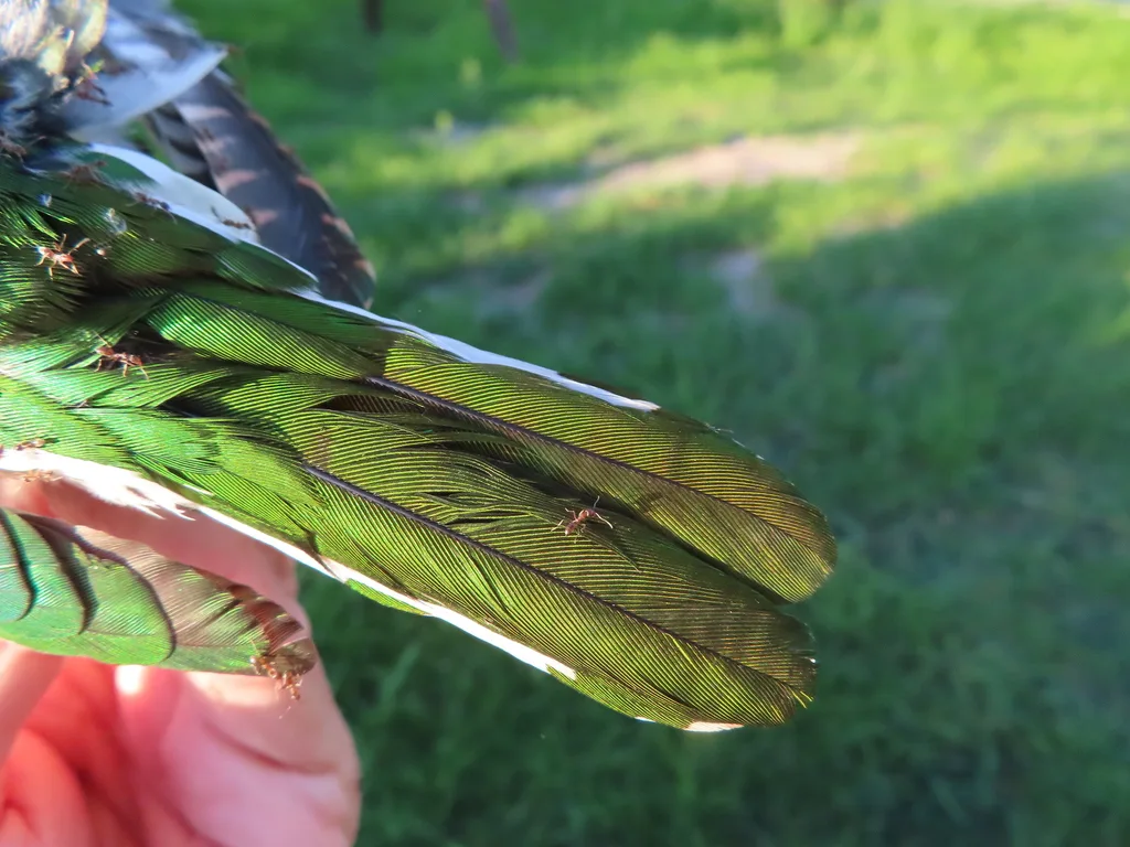 白腹金鹃(Chrysococcyx klaas)