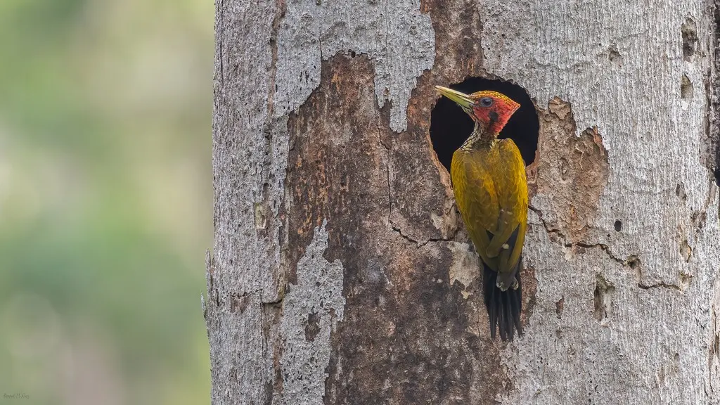 红头金背啄木鸟(Chrysocolaptes erythrocephalus)