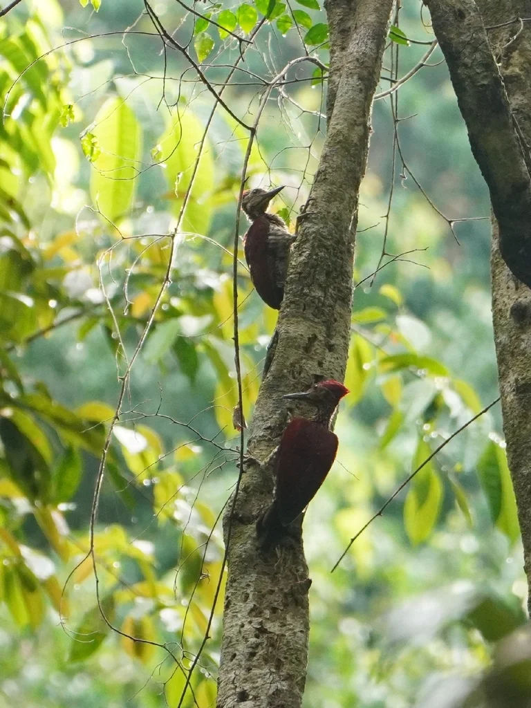 棕斑金背啄木鸟(Chrysocolaptes lucidus)