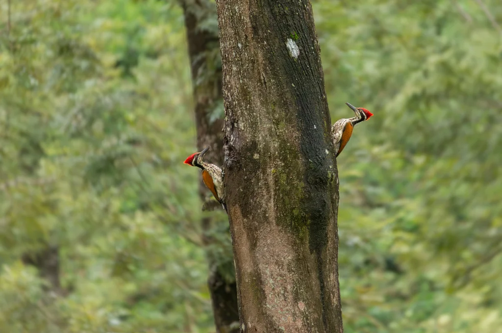 马拉巴金背啄木鸟(Chrysocolaptes socialis)
