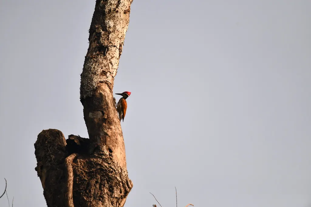 马拉巴金背啄木鸟(Chrysocolaptes socialis)