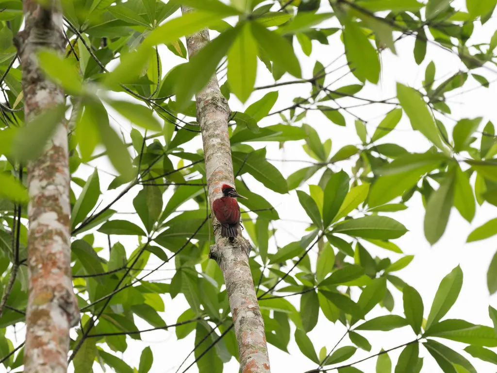 绯红背啄木鸟(Chrysocolaptes stricklandi)