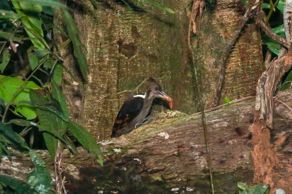 橙背啄木鸟(Chrysocolaptes validus)
