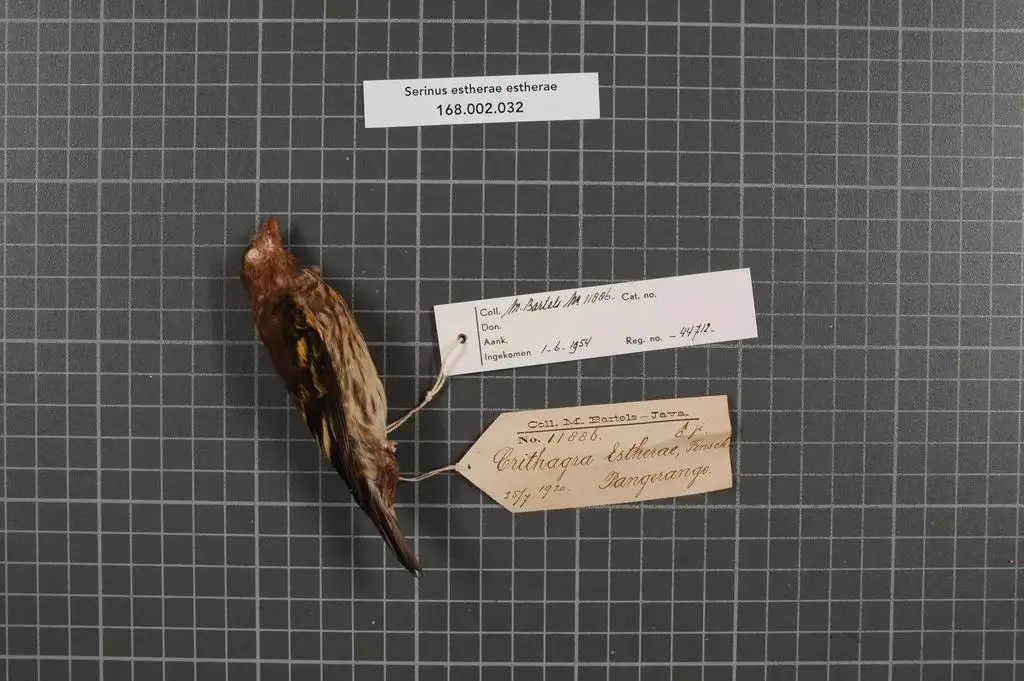 山金丝雀(Chrysocorythus estherae)