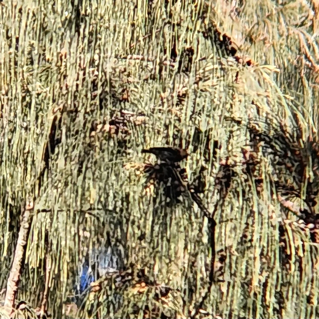 山金丝雀(Chrysocorythus estherae)