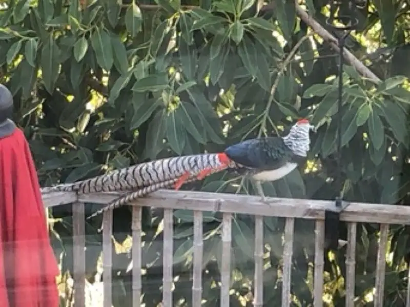 白腹锦鸡(Chrysolophus amherstiae)