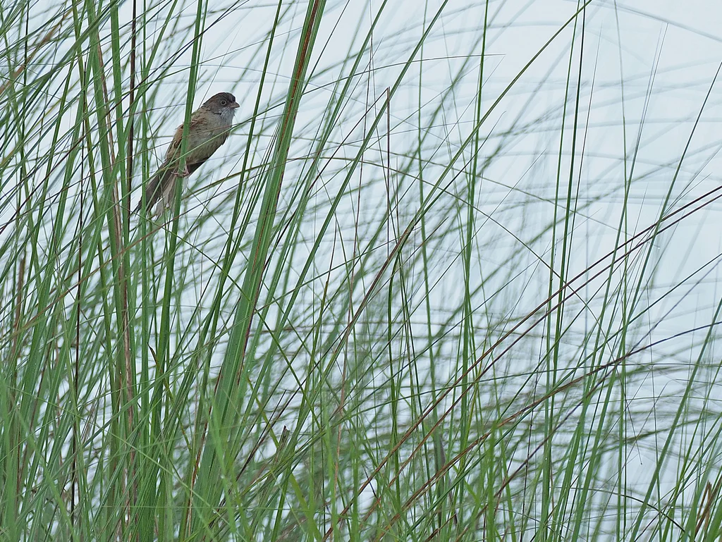 杰氏鹛雀(Chrysomma altirostre)