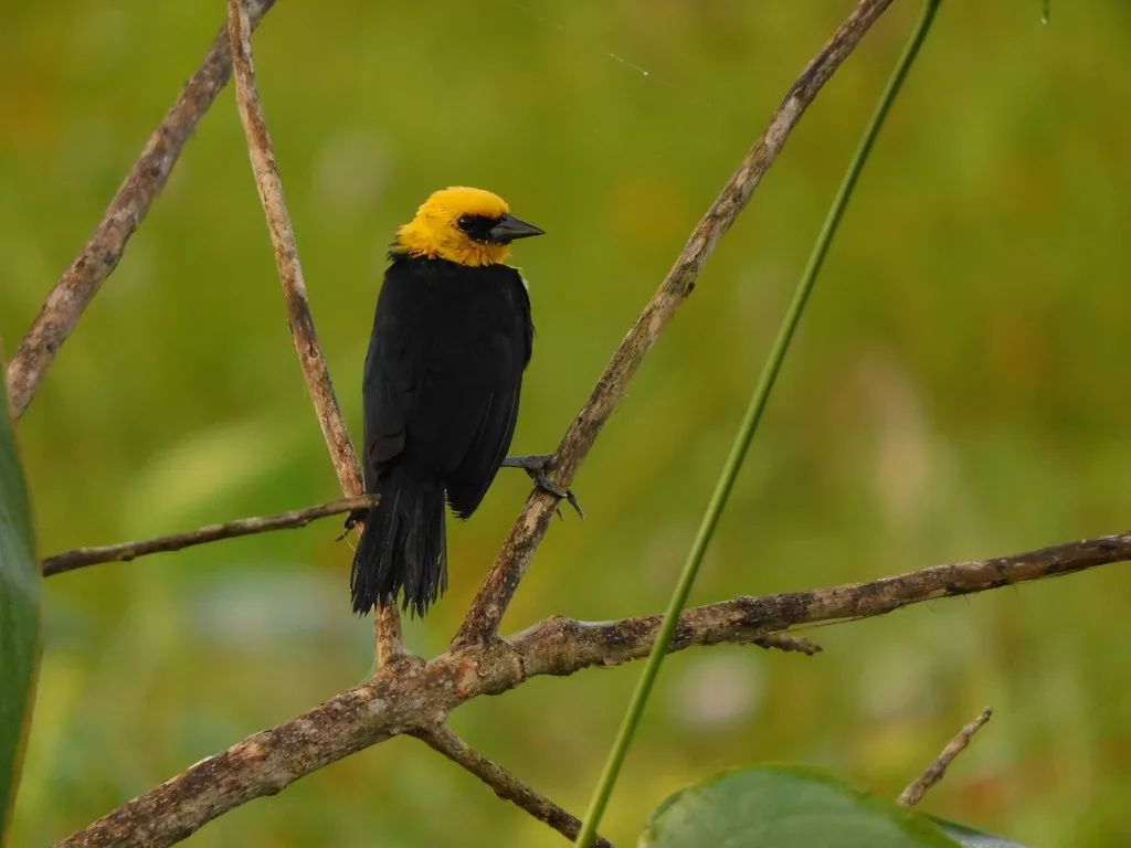 黄巾黑鹂(Chrysomus icterocephalus)