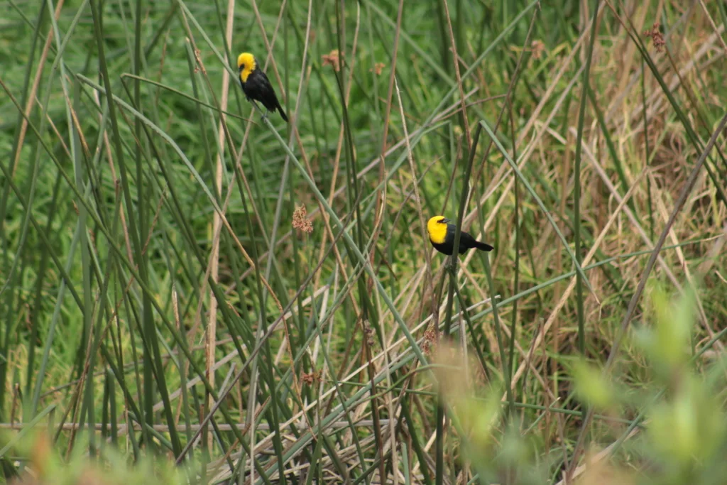 黄巾黑鹂(Chrysomus icterocephalus)