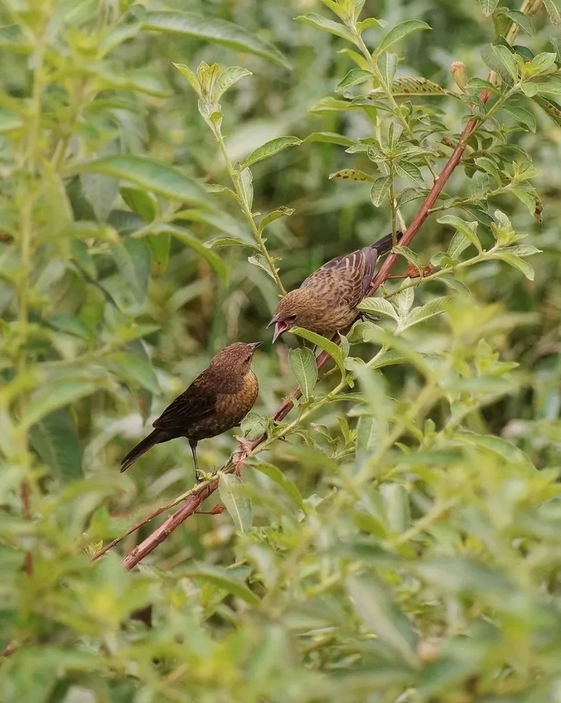 栗顶黑鹂(Chrysomus ruficapillus)