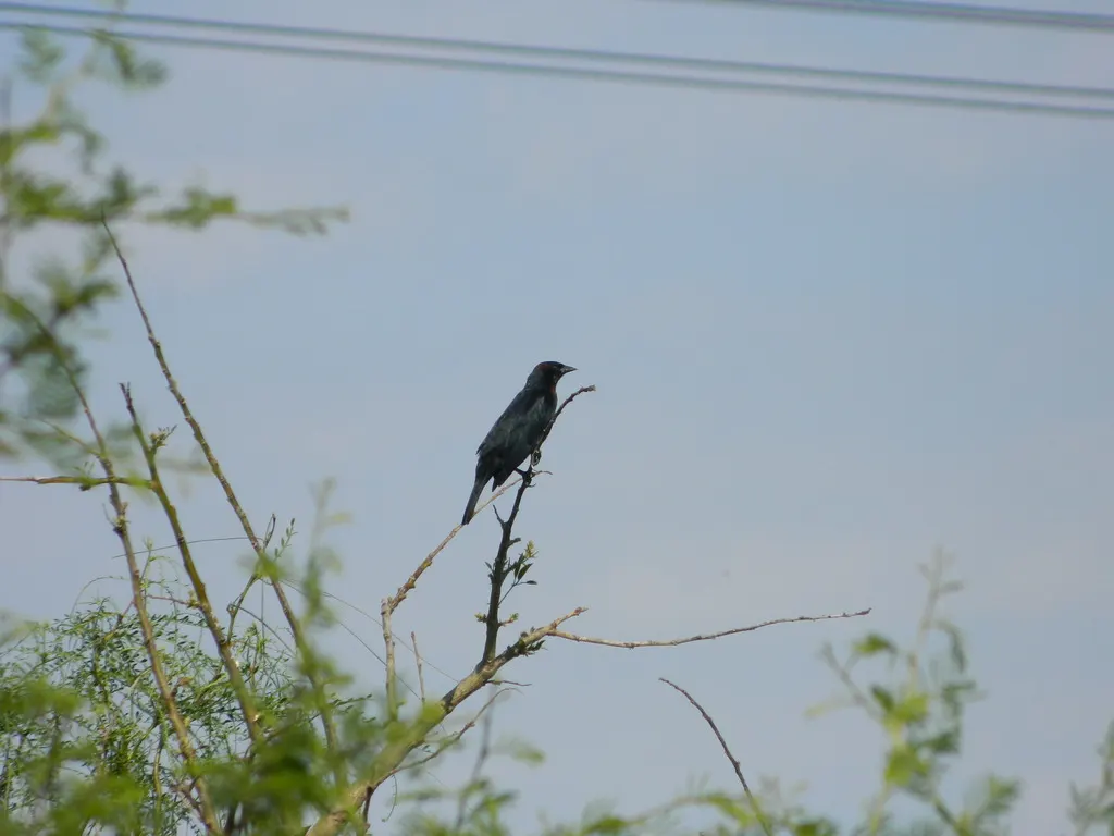 栗顶黑鹂(Chrysomus ruficapillus)