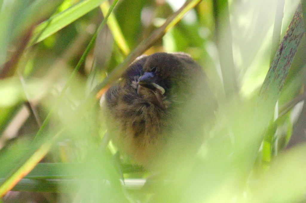 栗顶黑鹂(Chrysomus ruficapillus)