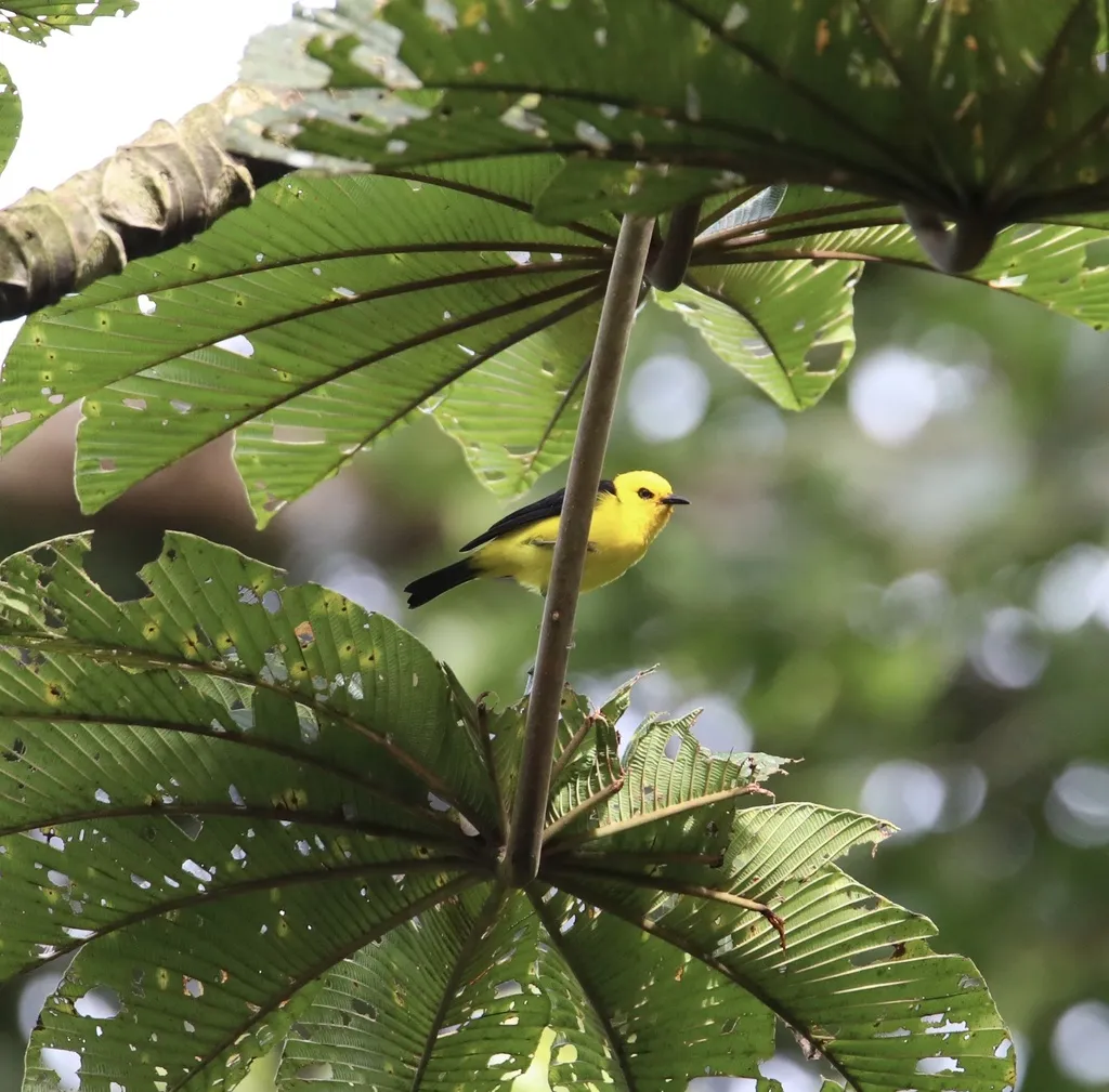 黑黄唐纳雀(Chrysothlypis chrysomelas)