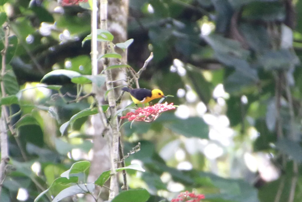 黑黄唐纳雀(Chrysothlypis chrysomelas)