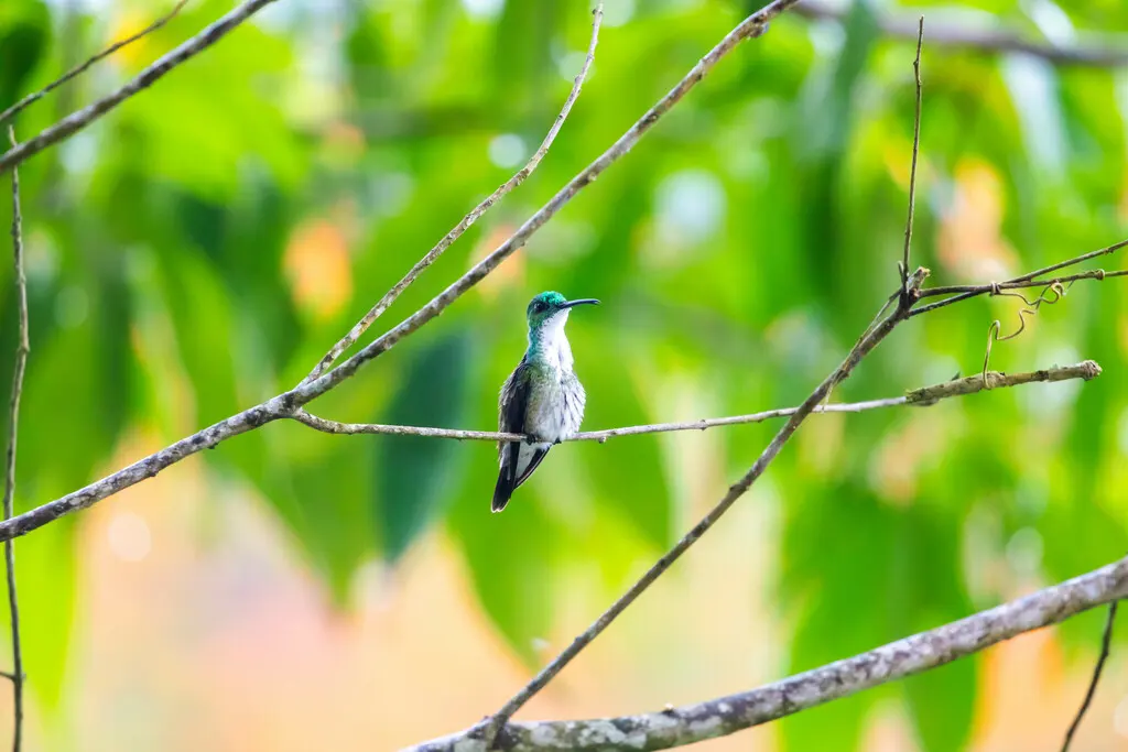 白胸蜂鸟(Chrysuronia brevirostris)
