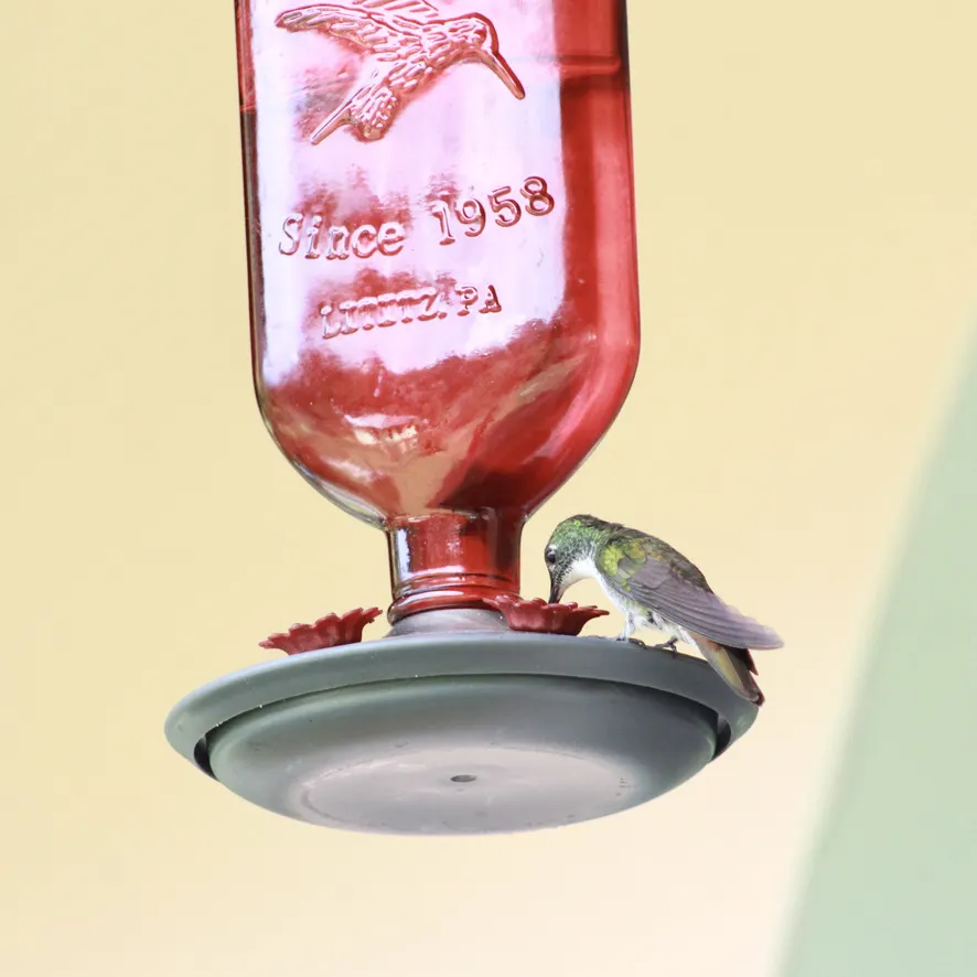 白胸蜂鸟(Chrysuronia brevirostris)