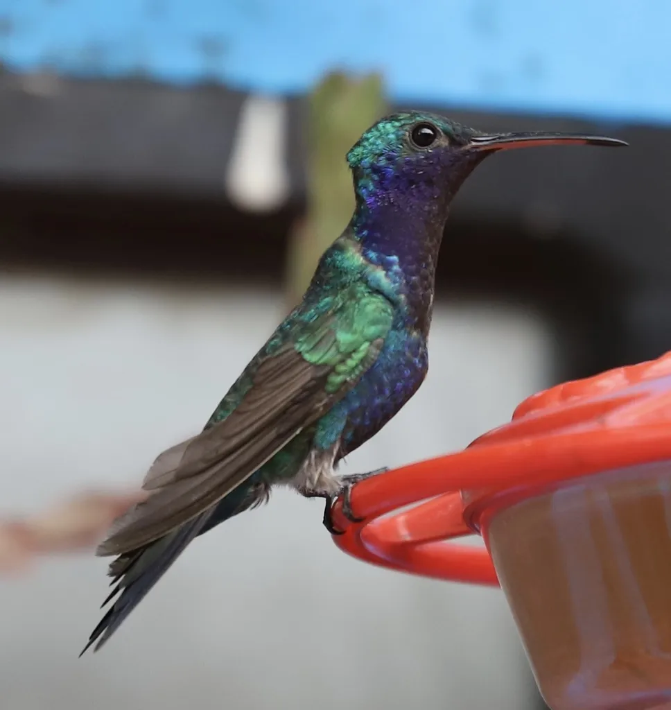 青喉蜂鸟(Chrysuronia coeruleogularis)