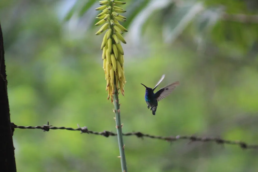 辉绿蜂鸟(Chrysuronia goudoti)