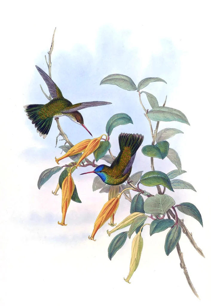 洪氏红嘴蜂鸟(Chrysuronia humboldtii)