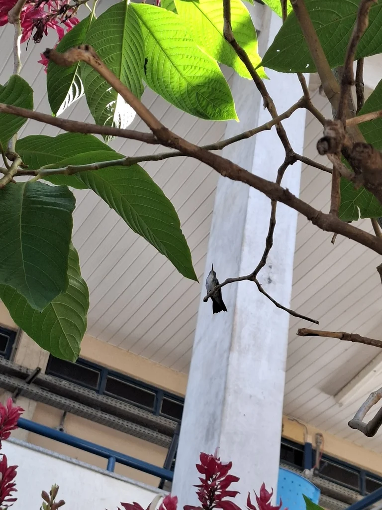 纯腹蜂鸟(Chrysuronia leucogaster)