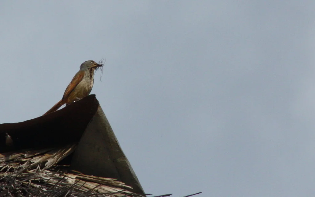 晨鸫(Cichladusa arquata)
