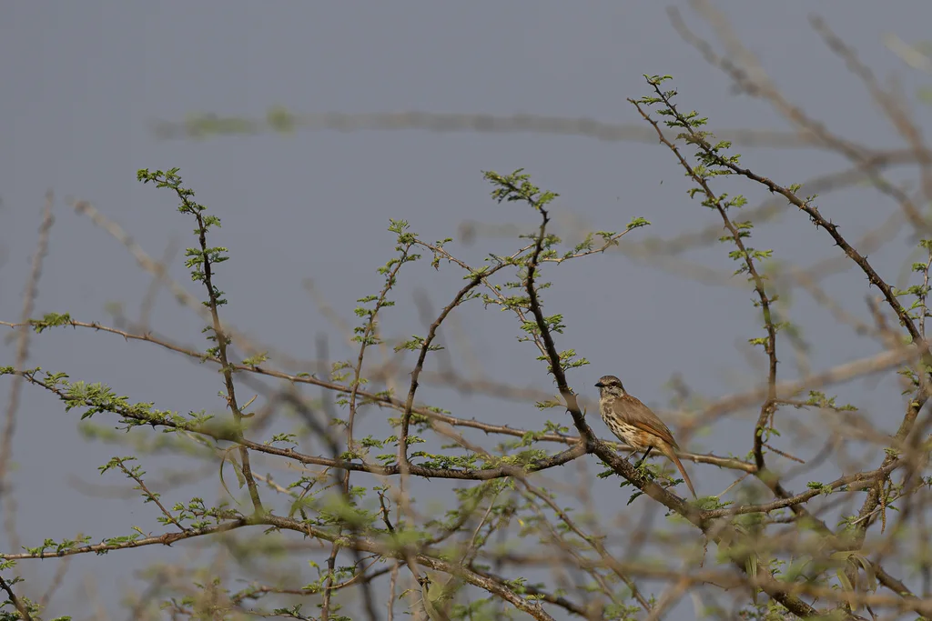 斑晨鸫(Cichladusa guttata)