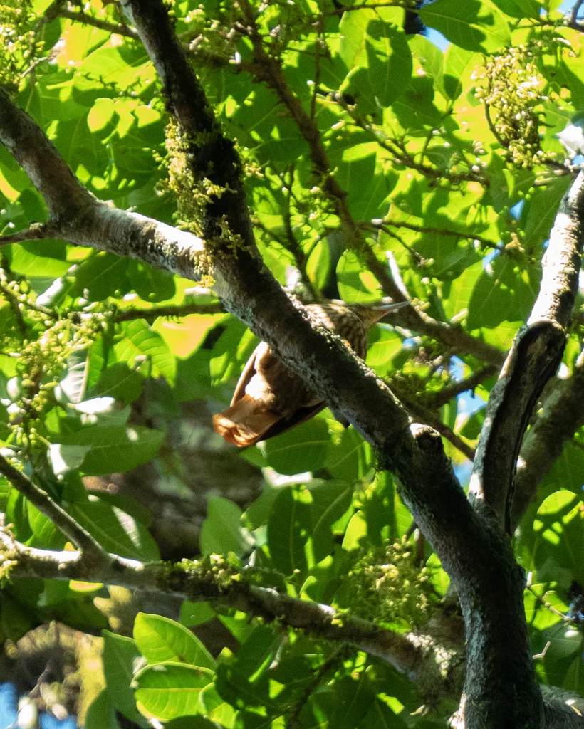淡眉树猎雀(Cichlocolaptes leucophrus)