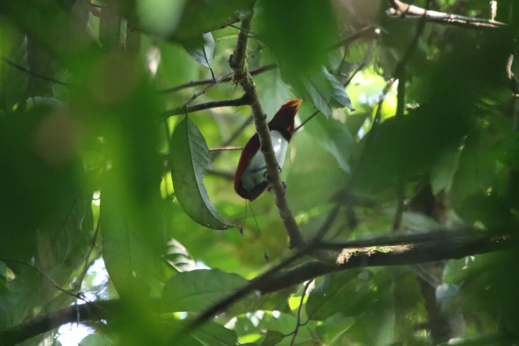 王极乐鸟(Cicinnurus regius)