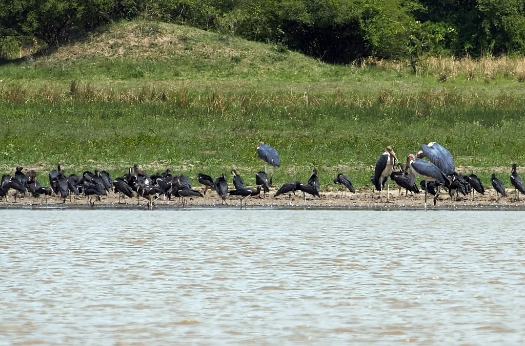 白腹鹳(Ciconia abdimii)