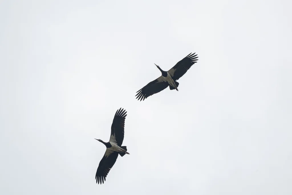 白腹鹳(Ciconia abdimii)