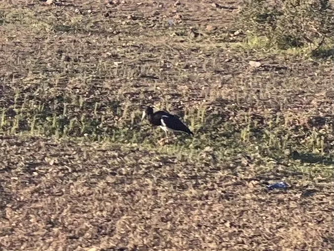 白腹鹳(Ciconia abdimii)