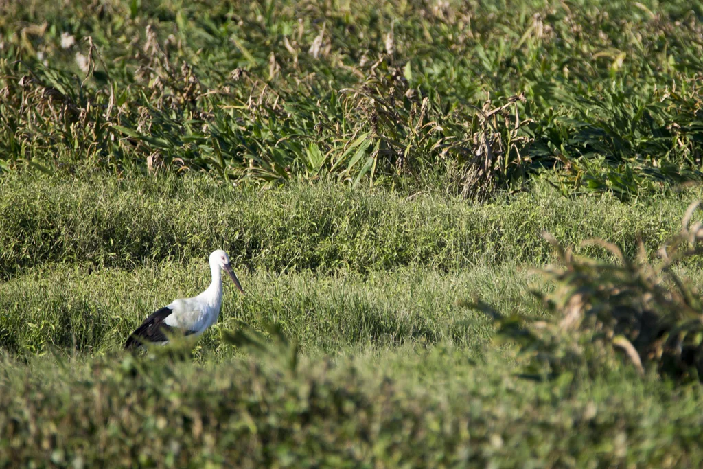 东方白鹳(Ciconia boyciana)