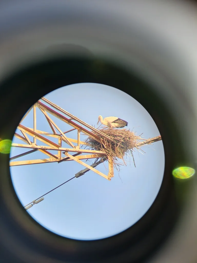 东方白鹳(Ciconia boyciana)